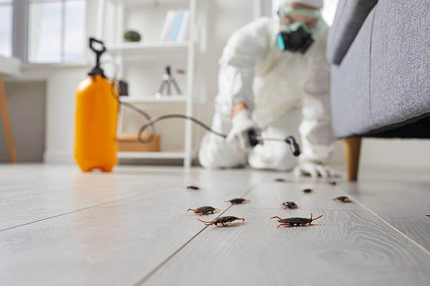 Commercial Kitchen Cockroach Control in Mountain Top
